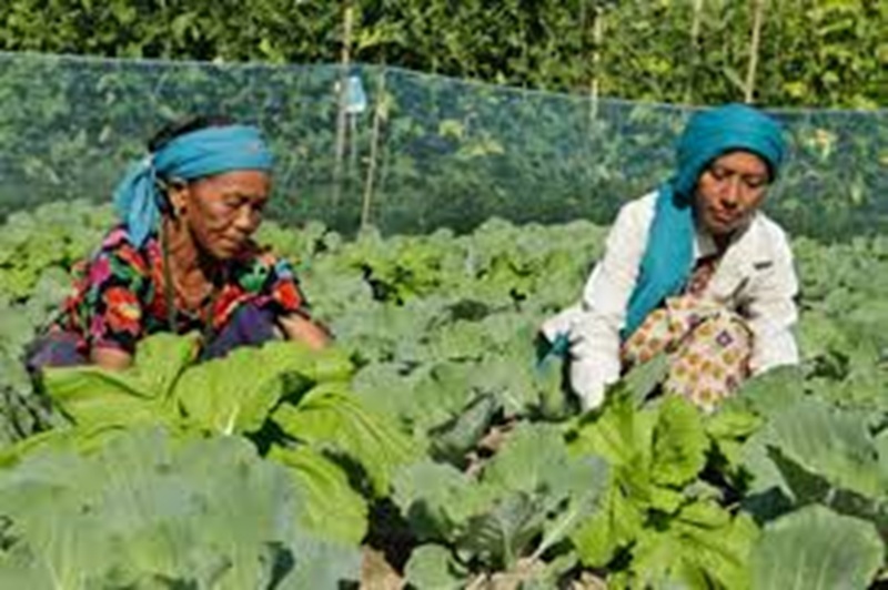 Agriculture Asareram Badaik Journey