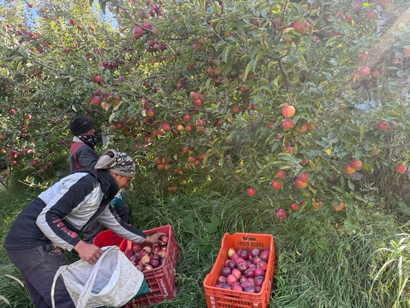 From Hardship to Harvest: How Apples Revolutionized Mustang’s Himalayan Economy